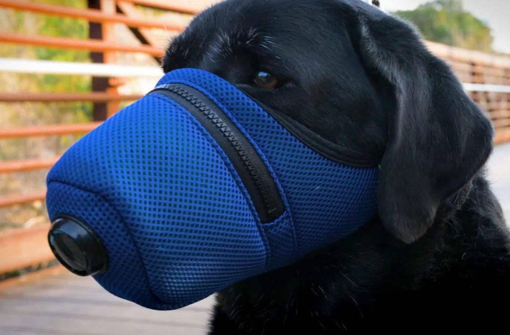 Rasti i parë në botë: Një qen rezulton i infektuar me koronavirus!