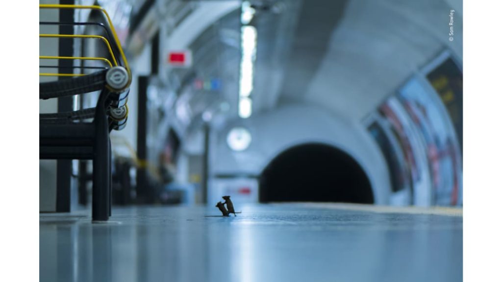 Një foto e paparë e dy minjve që zihen me njëri-tjetrin sapo fitoi një çmim prestigjioz!