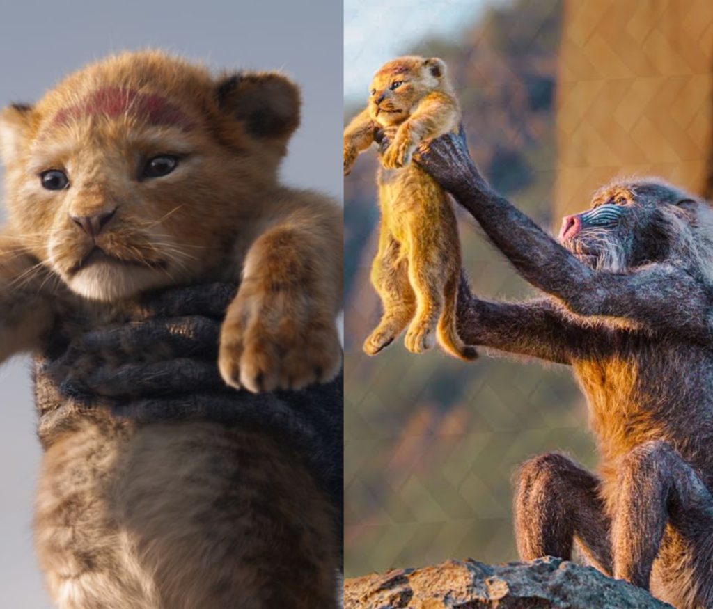Simba ekziston! Majmuni fotografohet duke mbajtur në krahë një këlysh luani! (FOTO)