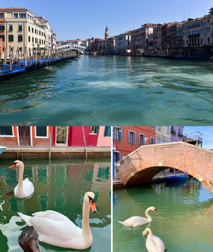 Mjelmat dhe delfinët që u rikthyen në Venecia ishin false?! Si po na “ndihmon” koronavirusi të përballemi me ngrohjen globale