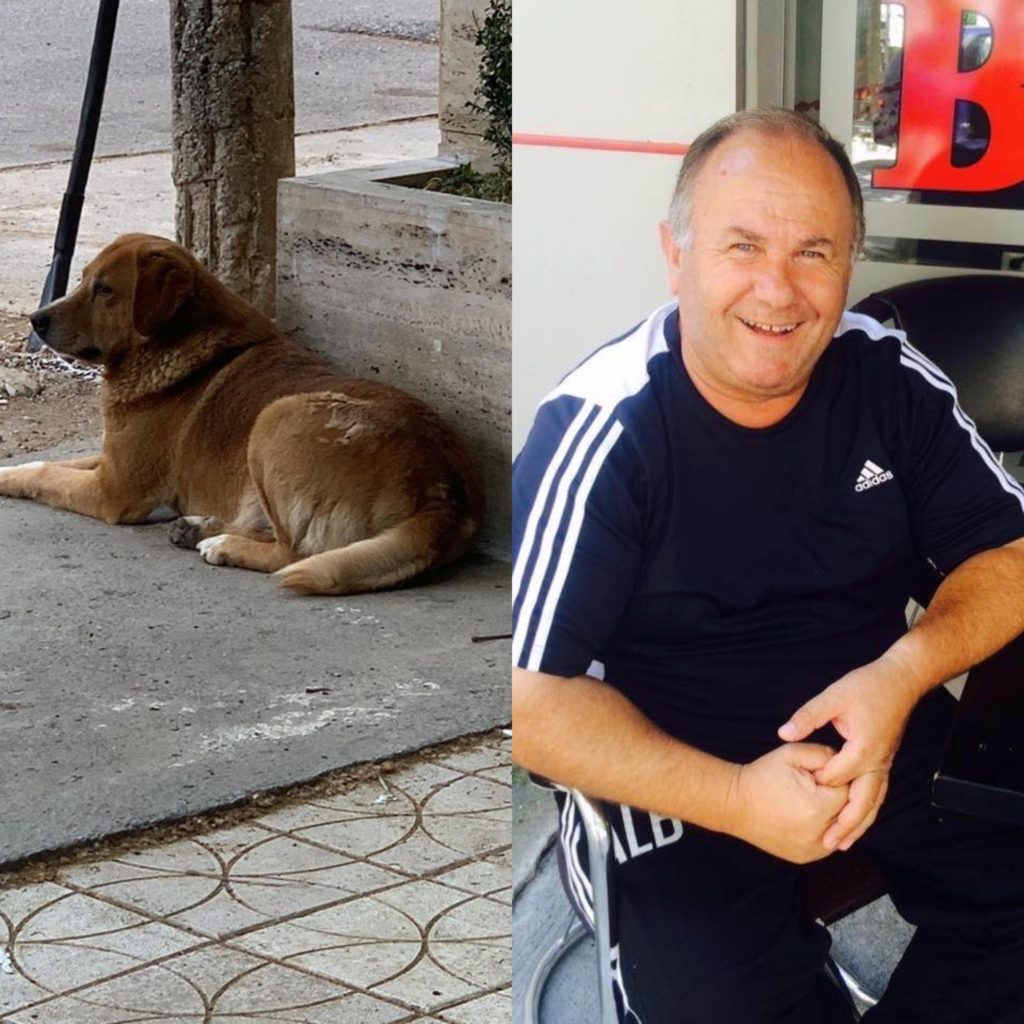 Po tani kush do ta ushqejë? Historia prekëse e Hachiko-s shqiptar që shkon në vendet ku rrinte i zoti!