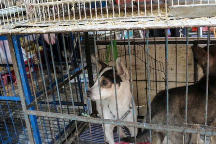 Historike në Kinë! Ndalohet me ligj konsumimi i mishit të qenit dhe maces