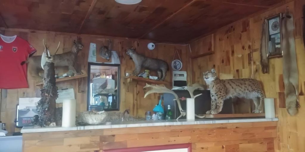 Vijon masakra! Pamjet e frikshme nga restoranti në Elbasan, muret e mbushura me kafshë të egra e të balsamosura