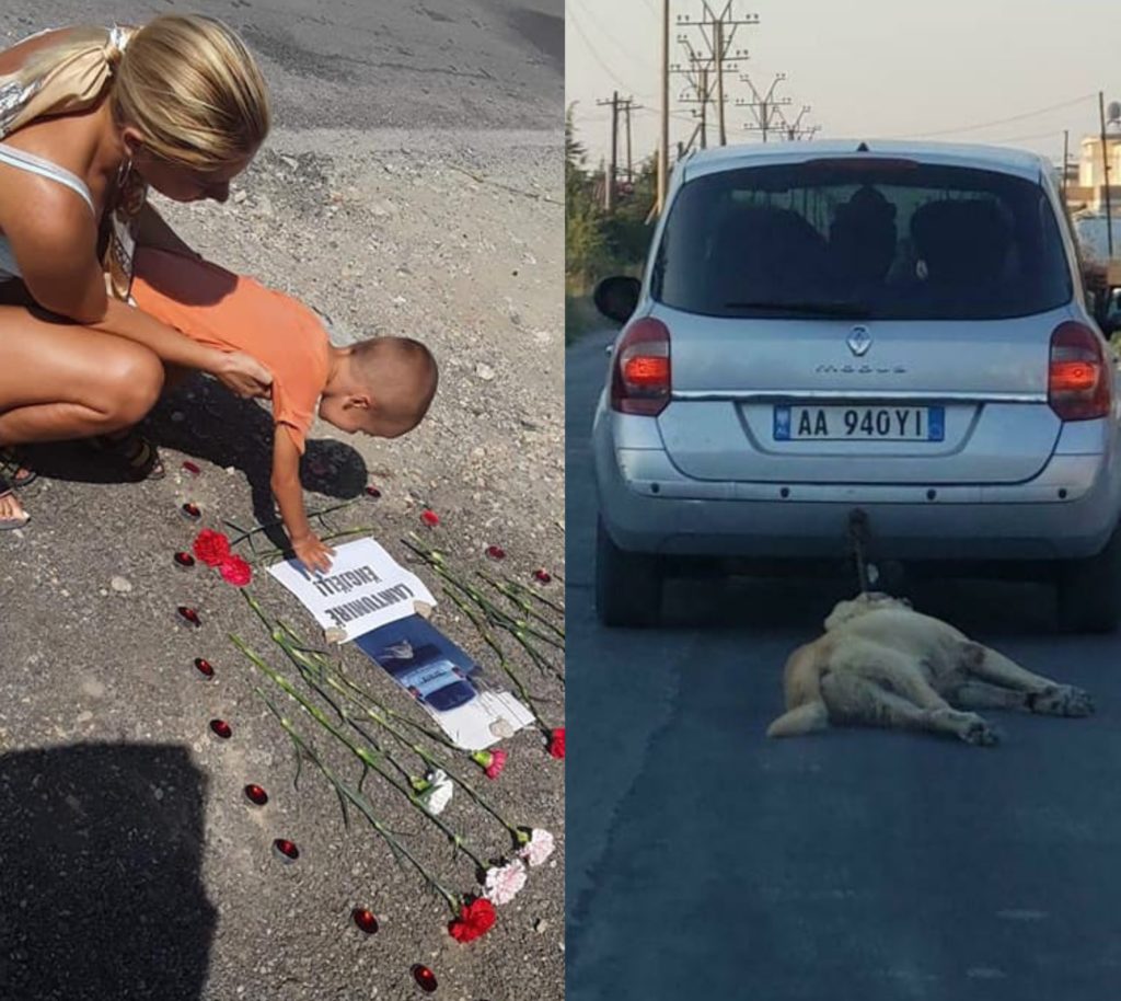 “Lamtumirë Engjëll”! Qenit që u tërhoq zvarrë në Sukth i jepet lamtumira! Po ai që e vrau do ia hedhë paq vetëm me një gjobë?