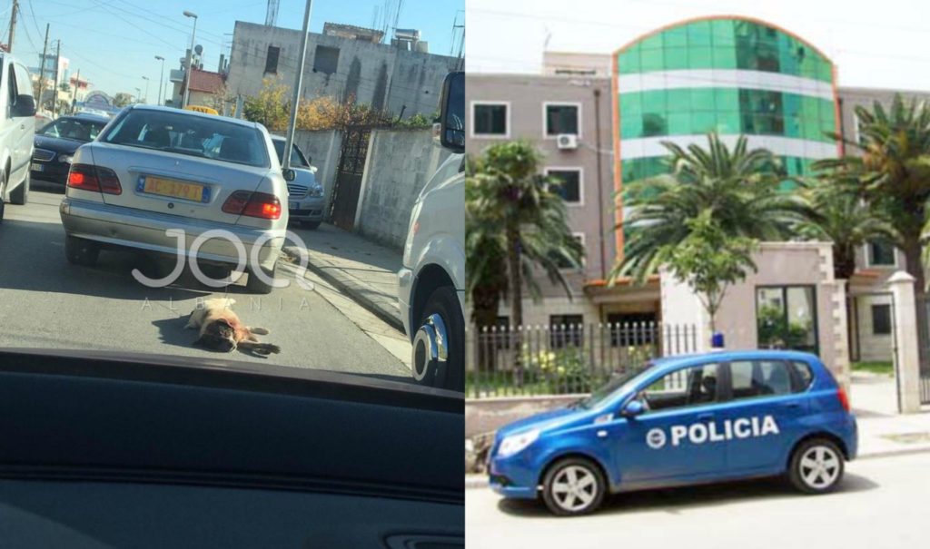 Horrori në rrugët e Durrësit: Ja deklarata në polici e shoferit që tërhoqi zvarrë qenin me makinë