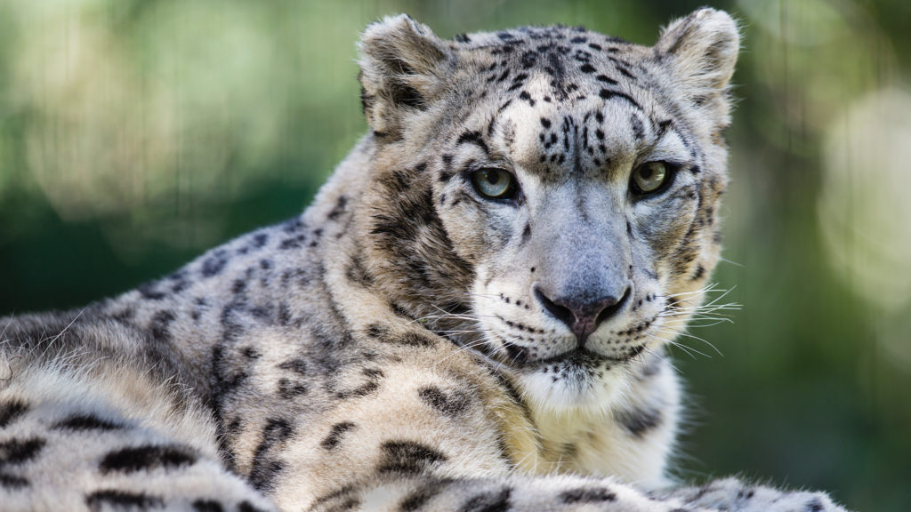 Koronavirusi nuk toleron as kafshët! Ngordhin 3 leopardë në kopshtin zoologjik