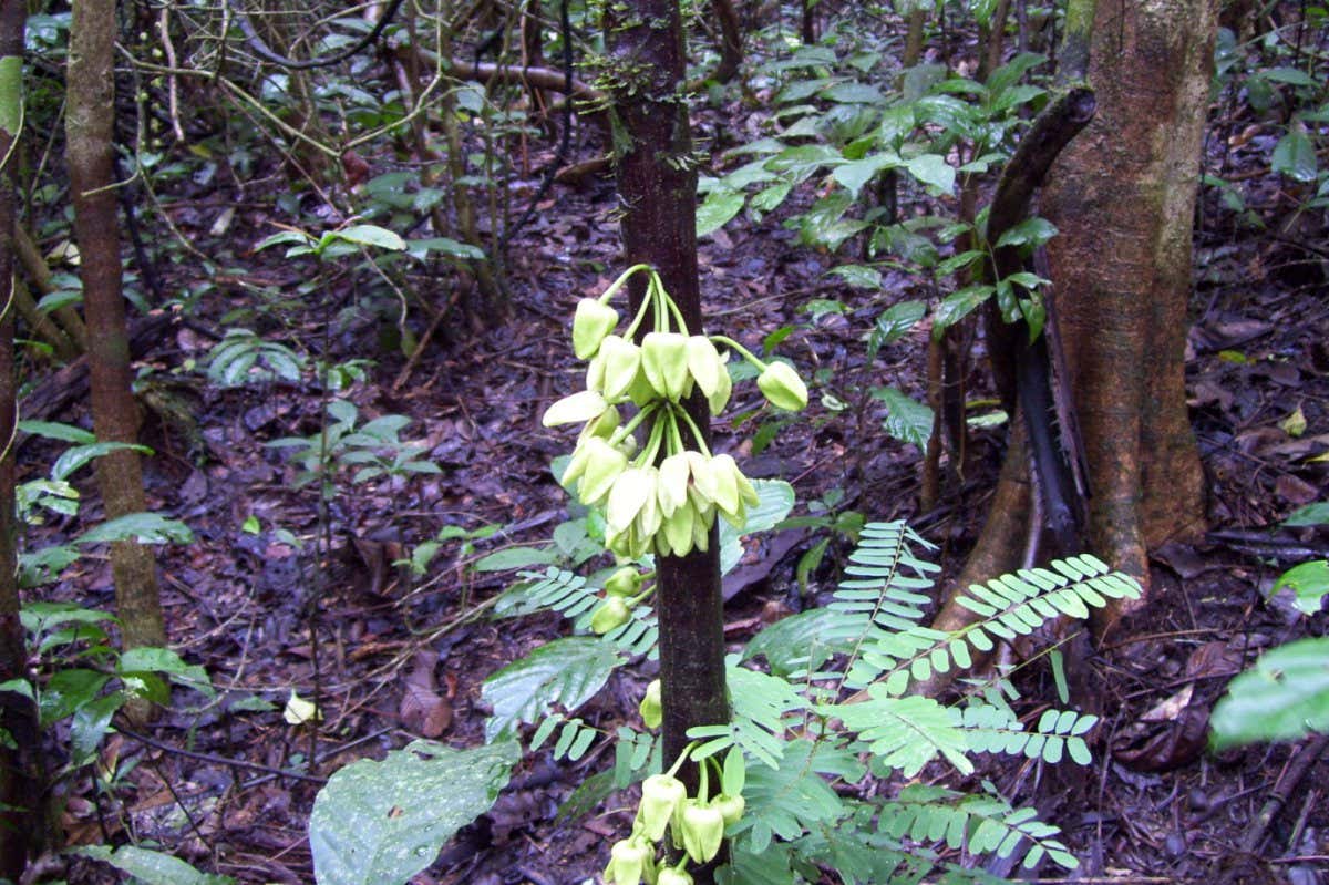 Ja arsyeja e veçantë se pse kjo bimë mban emrin e Leonardo DiCaprio-s
