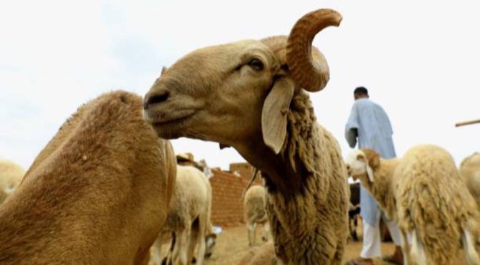 E çuditshme! Një dele futet në burg pasi shpallet fajtore për vrasje