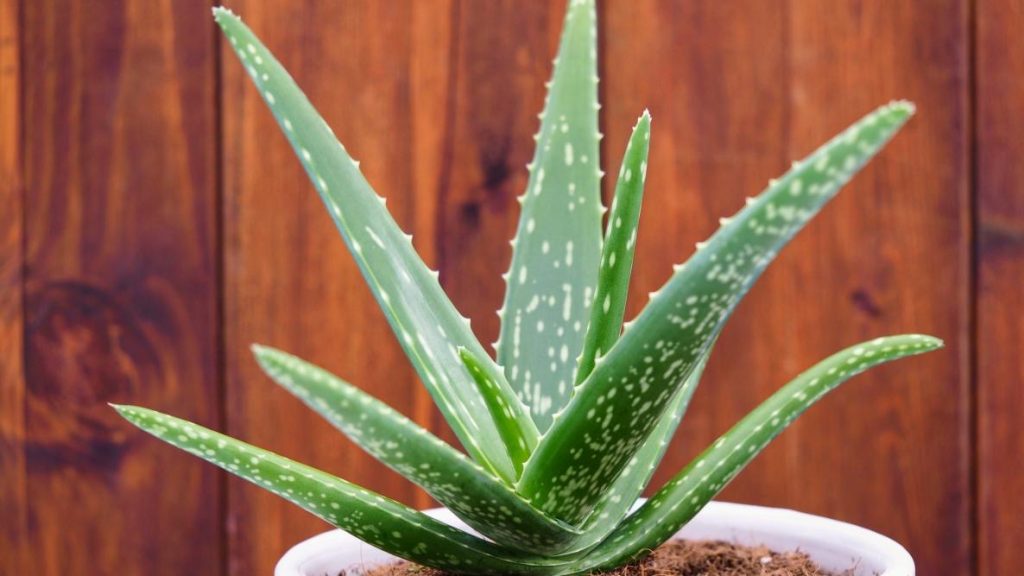 Aloe vera, bima që na duhet të gjithëve në shtëpi! Ja përfitimet që na sjell