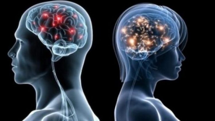 Cili është më aktiv truri i meshkujve apo femrave?