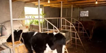 Projektligji/ Qeveria do t’u taksojë fshatarëve kasollen e lopës