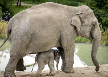 10 fakte të çuditshme që nuk i keni ditur për elefantët