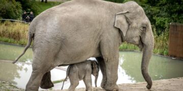 10 fakte të çuditshme që nuk i keni ditur për elefantët