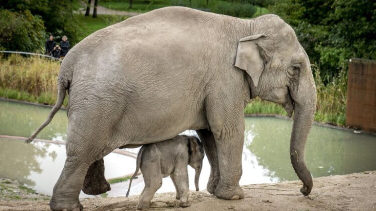 10 fakte të çuditshme që nuk i keni ditur për elefantët