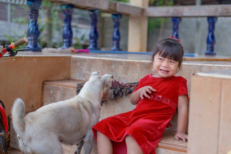 Çfarë duhet të dini për kinofobinë apo frikën nga qentë?