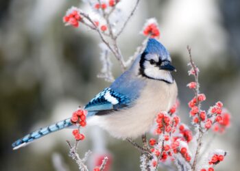 “Testi i zogut”, mënyra si ta kuptoni nëse lidhja juaj do të zgjasë