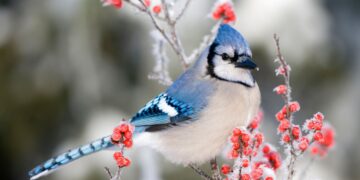 “Testi i zogut”, mënyra si ta kuptoni nëse lidhja juaj do të zgjasë