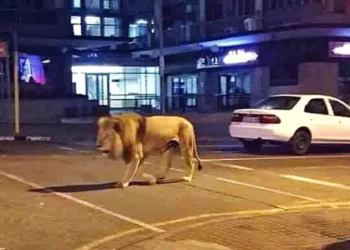 Luani arratiset nga cirku, qytetarët italianë përjetojnë tmerr (VIDEO)