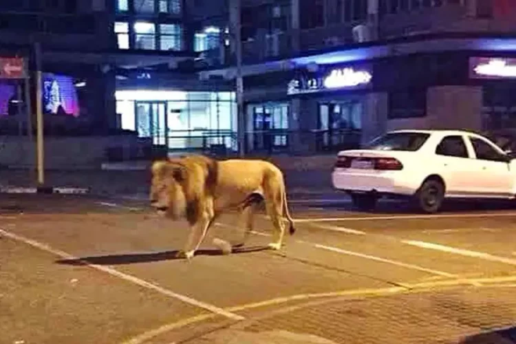 Luani arratiset nga cirku, qytetarët italianë përjetojnë tmerr (VIDEO)