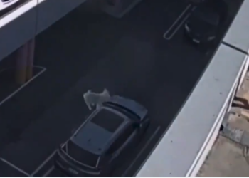 E rëndë! Hedh qenin nga çatia, e reja kapet nga kamerat e sigurisë (VIDEO)