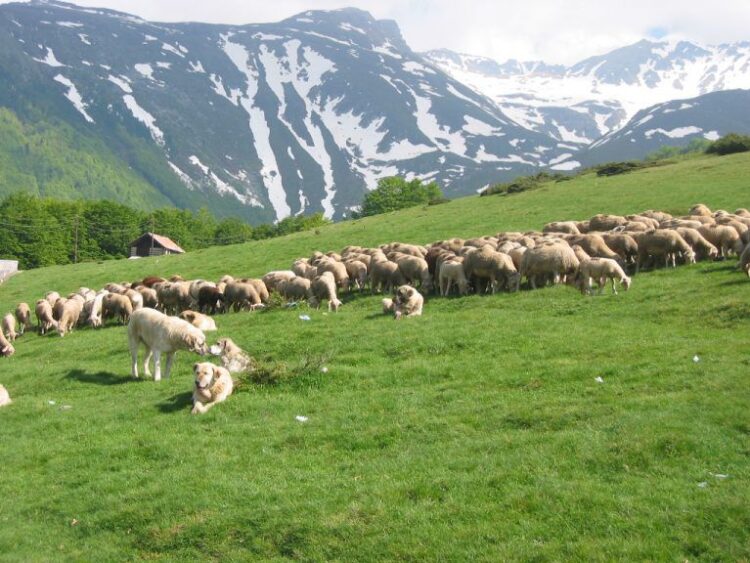 Transumanca në UNESCO!