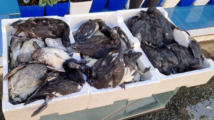 Tregtia e paligjshme e shpendëve të egër, qeveria bën një ‘sy qorr’