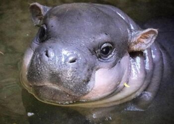 15 shkurt Dita Botërore e Hipopotamëve