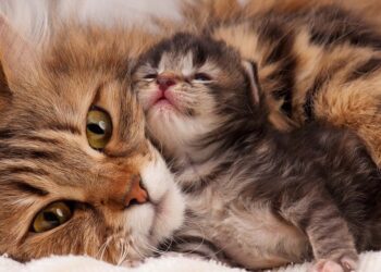 10 fakte interesante për macet