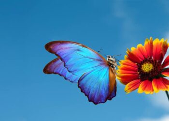 Disa fakte interesante rreth fluturave