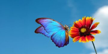 Disa fakte interesante rreth fluturave