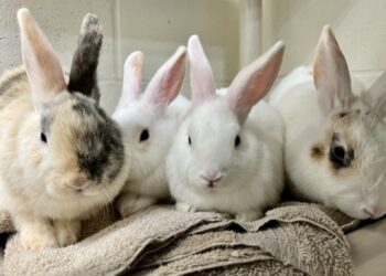 Fakte interesante për lepujt