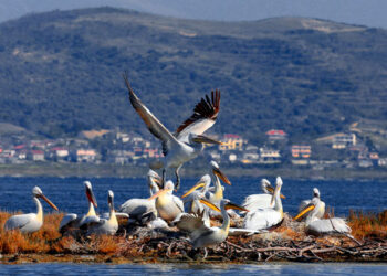 Lamtumirë Divjakë! Parku kombëtar kthehet në resort turistik