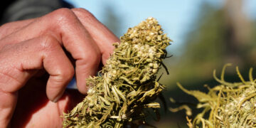 Lufta në Gaza, marokenët bojkotojnë shitjen e drogës për izraelitët