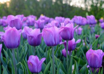 Simbolika e luleve të Ditës së Gruas