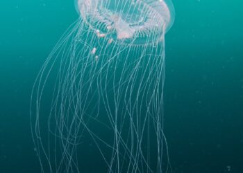 Ja çfarë duhet të dini rreth kandilave të detit