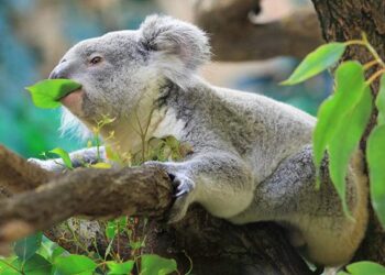 Fakte interesante rreth krijesave përkëdhelëse, koalat