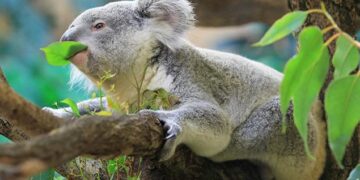 Fakte interesante rreth krijesave përkëdhelëse, koalat