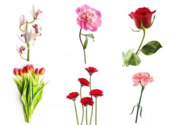 Zgjidhni një lule dhe zbuloni se çfarë thotë ajo për karakterin tuaj!