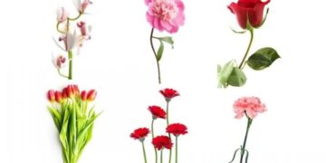 Zgjidhni një lule dhe zbuloni se çfarë thotë ajo për karakterin tuaj!