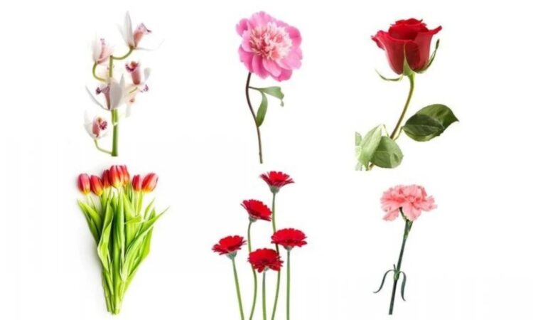 Zgjidhni një lule dhe zbuloni se çfarë thotë ajo për karakterin tuaj!