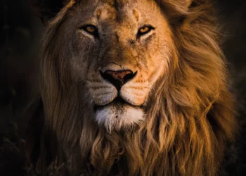 Luanët, disa fakte interesante rreth tyre