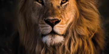 Luanët, disa fakte interesante rreth tyre