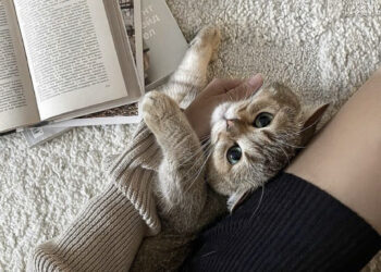 Studimi që s’duam ta pranojmë: Macet duan personat që “s’ja varin shumë”