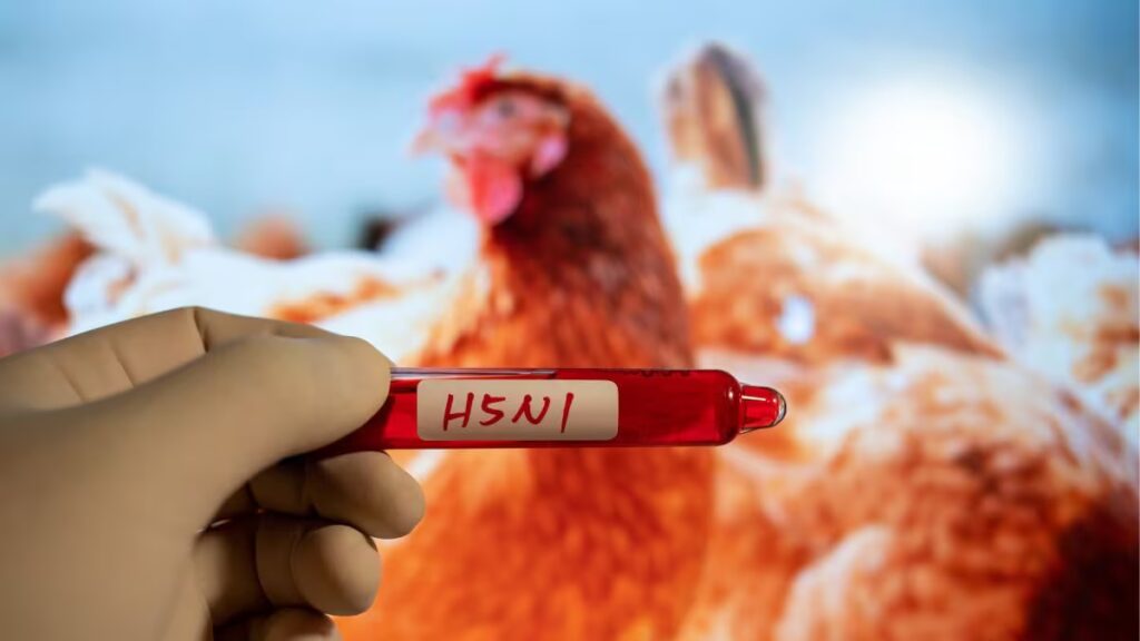 Një tjetër pandemi po vjen pas “COVID-19”? OBSH ngre alarmin për H5N1