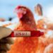 Një tjetër pandemi po vjen pas “COVID-19”? OBSH ngre alarmin për H5N1