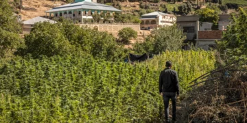 Lufta/ Tregtarët e hashashit në Marok bojkotojnë trafikantët izraelitë