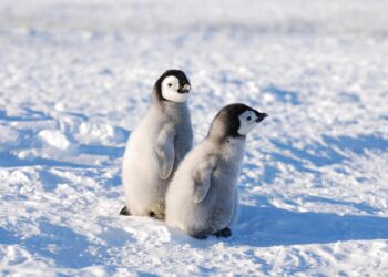 25 prill, Dita Botërore e Pinguinit