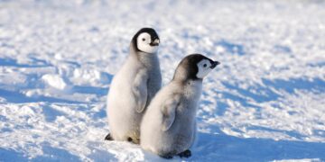 25 prill, Dita Botërore e Pinguinit