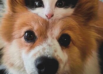 Kroacia miraton ligjin, kush braktis kafshët shkon në burg