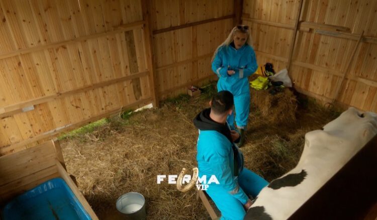 “Ferma VIP”, acarohet Dijonisi, Baby G: Futja edhe ti lopës!